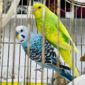 5 занимательных фактов о волнистых попугайчиках
